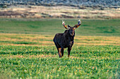 USA, Idaho, Bellevue, Bull moose (Alces alces) standing in grassy field