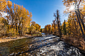 USA, Idaho, Ketchum, River and trees on sunny Autumn day