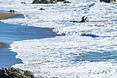 United States, California, San Simeon, Bull Elephant Seals fighting in surf