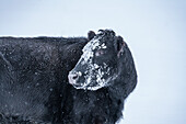 Vereinigte Staaten, Idaho, Bellevue, Kuh mit Schnee auf dem Kopf im Winter