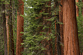 Usa, California, Sequoias in forest