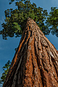 USA, Kalifornien, Low Angle View von Sequoia
