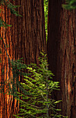 USA, Kalifornien, Nahaufnahme von Sequoia-Stämmen