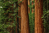 USA, Kalifornien, Mammutbäume im Wald