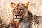 Löwin (Panthera Leo) im Busch, Lualenyi Ranch, Taita-Taveta County, Kenia, Ostafrika, Afrika