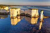 Am frühen Morgen Sonnenschein beleuchtet Old Harry Rocks an der Jurassic Coast, UNESCO-Weltkulturerbe, Studland, Dorset, England, Vereinigtes Königreich, Europa