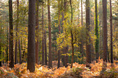 Sonniger Herbstwald Szene, New Forest, Hampshire, England, Vereinigtes Königreich, Europa