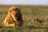 Male lion (Panthera leo) in savanna, Masai Mara National Reserve, Kenya, East Africa, Africa