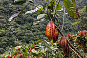 Cocoa plantation in Intag valley, Ecuador, South America
