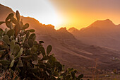 Blick auf die Flora in der Berglandschaft während der goldenen Stunde in der Nähe von Tasarte, Gran Canaria, Kanarische Inseln, Spanien, Atlantik, Europa