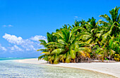 Clams, Cocos (Keeling) Islands, Indian Ocean, Asia