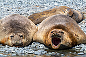 Adult male southern elephant seals (Mirounga leonina), hauled out on the beach at Robert Island, Antarctica, Polar Regions