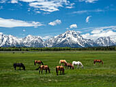 Adult horses (Equus ferus caballus), grazing at the foot of the Grand Teton Mountains, Wyoming, United States of America, North America