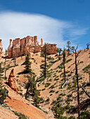 A view of the hoodoos from the Fairyland Trail in Bryce Canyon National Park, Utah, United States of America, North America