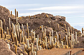 Cardon-Kaktus (Echinopsis atacamensis), wächst in der Nähe des Eingangs zur Isla Incahuasi, auf dem Salar de Uyuni, Bolivien, Südamerika
