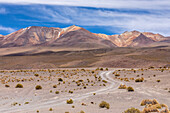 Blick auf den Altiplano in der Nähe von Canapa Lake (Laguna Canapa), Abteilung Potosi, südwestliches Bolivien, Südamerika