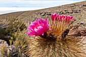 Silberfackel (Cleistocactus strausii), blühend in der Nähe der Salinen im Salar de Uyuni, Bolivien, Südamerika