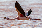 Rare James's flamingo (Phoenicoparrus jamesi), in flight, Eduardo Avaroa Andean Fauna National Reserve, Bolivia, South America