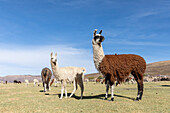 Llamas (Lama glama), feeding near Coqueza, a small town near the Thunupa Volcano, Salar de Uyuni, Bolivia, South America