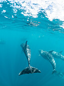 Adult bottlenose dolphins (Tursiops truncatus), underwater near Fernandina Island, Galapagos, Ecuador, South America