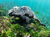Adult male Galapagos marine iguana (Amblyrhynchus cristatus), underwater, Fernandina Island, Galapagos, Ecuador, South America