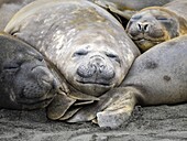 Southern elephant seals (Mirounga leonina), molting on the beach at Gold Harbour, South Georgia, South Atlantic, Polar Regions