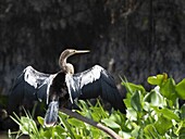 Erwachsener Anhinga (Anhinga anhinga), trocknet seine Flügel auf dem Rio Tres Irmao, Mato Grosso, Pantanal, Brasilien, Südamerika