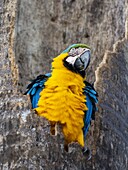 An adult blue-and-gold macaw (Ara ararauna), Pousada Piuval, Mato Grosso, Pantanal, Brazil, South America