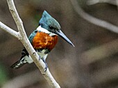 Erwachsener männlicher grüner Eisvogel (Chloroceryle Americana), auf dem Rio Pixaim, Mata Grosso, Pantanal, Brasilien, Südamerika