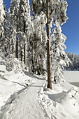 Mummelsee Lake in winter, Black Forest, Baden Wurttemberg, Germany, Europe
