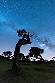 Milky Way in the night sky over tree trunks of Fanal forest, Madeira island, Portugal, Atlantic, Europe