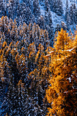 Autumn foliage of multi colored trees in the forest covered with snow, Switzerland, Europe
