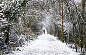 Ein Walker auf dem Weg im Naturschutzgebiet Darlands, Borough of Barnet, London, England, Vereinigtes Königreich, Europa