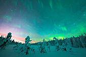 Gefrorene Bäume im Schnee unter dem bunten Himmel während des Nordlichts (Aurora Borealis) im Winter, Iso Syote, Lappland, Finnland, Europa