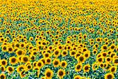 Field of sunflowers, Orenburg Oblast, Russia, Europe