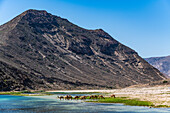 Camels drinking in a river in Wadi Ashawq, Salalah, Oman, Middle East