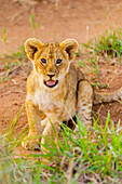 Lion cub, Maasai Mara National Reserve, Kenya, East Africa, Africa