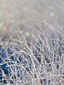 Frozen grass and bokeh light at Strensall Common Nature Reserve in mid-winter, North Yorkshire, England, United Kingdom, Europe