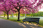 Kirschblüte im Greenwich Park, London, England, Vereinigtes Königreich, Europa