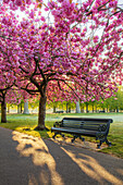 Cherry blossom in Greenwich Park, London, England, United Kingdom, Europe