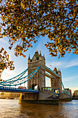 Autumn sunrise in grounds of the Tower of London, with Tower Bridge, London, England, United Kingdom, Europe