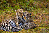 A Leopard (Panthera pardus) and cub in the Maasai Mara National Reserve, Kenya, East Africa, Africa