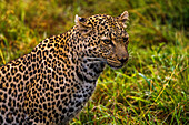 A Leopard (Panthera pardus) in the Maasai Mara National Reserve, Kenya, East Africa, Africa