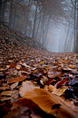 Trail im Wald an einem nebligen Tag alle von abgestorbenen Blättern bedeckt, Rheinland-Pfalz, Deutschland, Europa