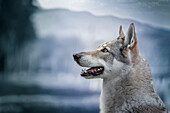 Tschechoslowakisches Wolfdog-Porträt, das nach links schaut, bearbeitet in blauen Farben, Italien, Europa