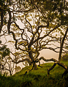 A twisted Koa tree in the high-mountain misty forests of Kauai, Hawaii, United States of America, Pacific