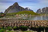 Kabeljau (Stockfisch) hängt überall im malerischen Dorf Reine, Lofoten, Nordland, Norwegen, Skandinavien, Europa