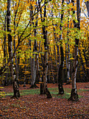 Sabaduri-Wald, Tiflis, Georgien (Sakartvelo), Zentralasien, Asien