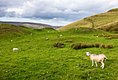 Sheep grazing in the Edale Valley, Peak District National Park, Derbyshire, England, United Kingdom, Europe