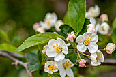 Nahaufnahme von Blüten eines Zwergapfelbaumes (Malus domestica) 